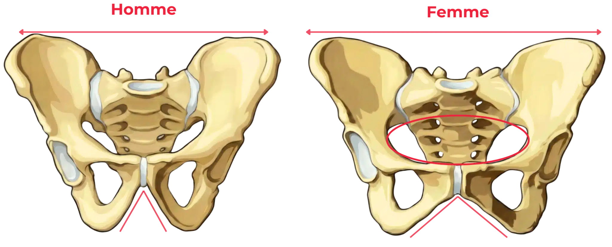 Schéma comparatif du bassin osseux montrant les différences anatomiques entre bassin masculin et bassin féminin : largeur du détroit supérieur, angle sous-pubien, forme du sacrum et ouverture pelvienne.
Select 72 more words to run Humanizer.