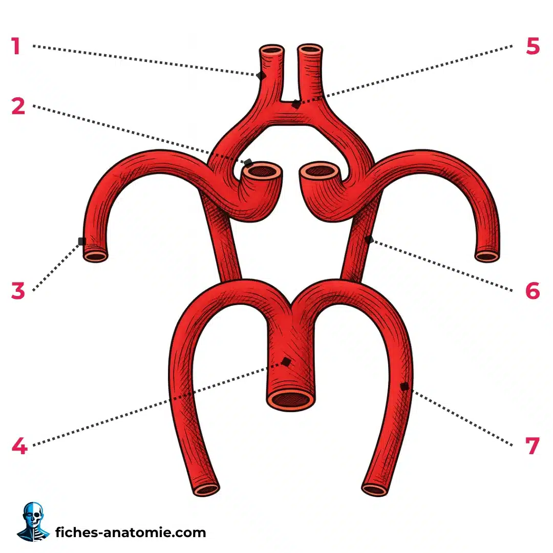 Schéma anatomique du polygone de Willis – artères cérébrales et anastomoses