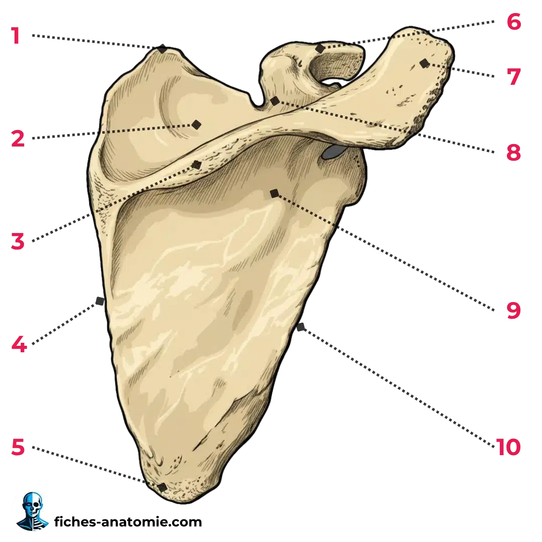 schéma anatomique de la scapula en vue postérieure, avec épine de la scapula, fosse supra-épineuse et fosse infra-épineuse