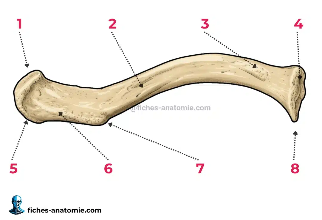schéma anatomique de la clavicule en vue inférieure, avec empreintes musculaires, sillon du subclavier et tubercule conoïde