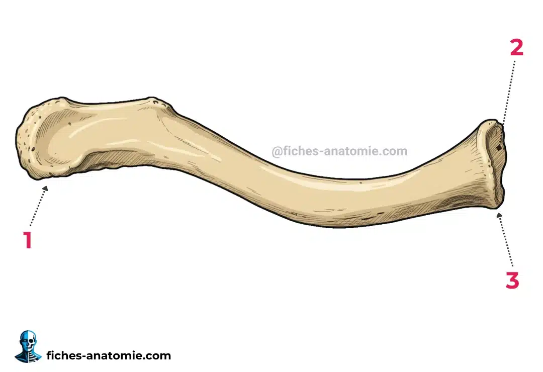schéma anatomique de la clavicule en vue supérieure, montrant les extrémités sternale et acromiale ainsi que la courbure en S
