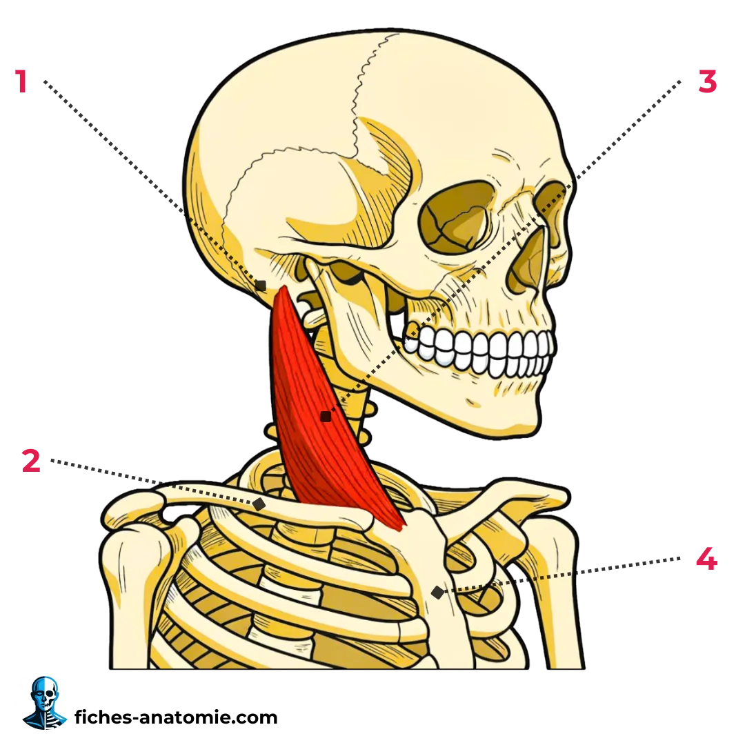 Muscle sterno-cléido-mastoïdien (SCOM) vue antérieure