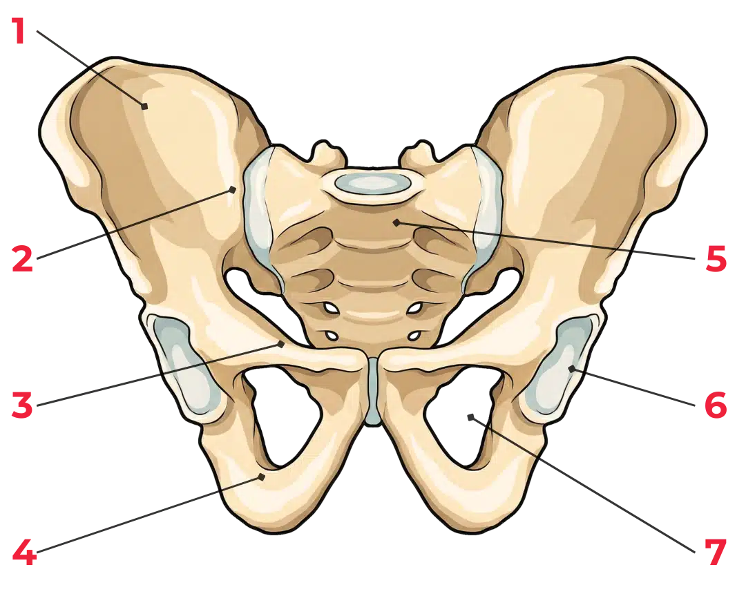 Schéma anatomique du bassin osseux montrant les os coxaux, le sacrum, la symphyse pubienne et l’acétabulum en vue antérieure.