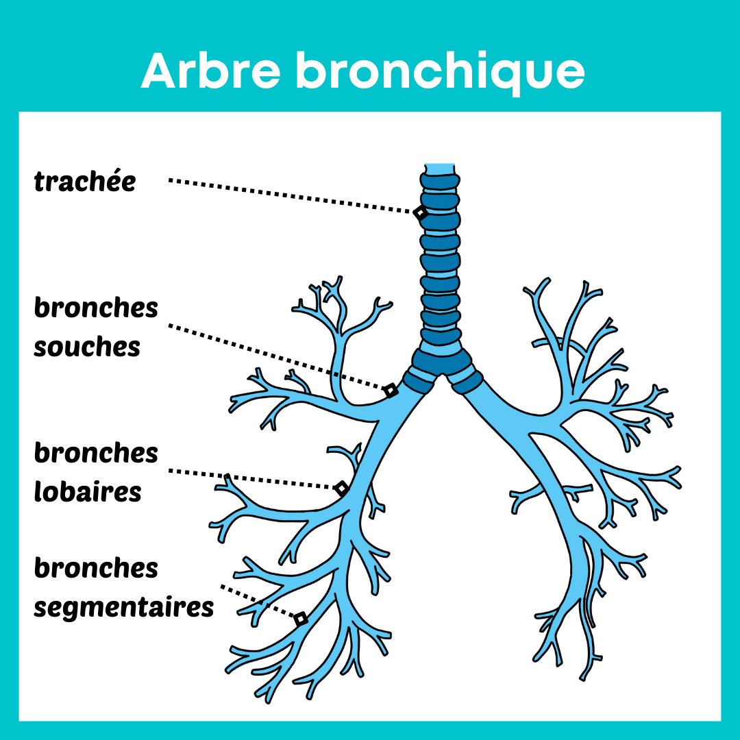 schéma de l'arbre trachéo-bronchique, ou arbre bronchique.