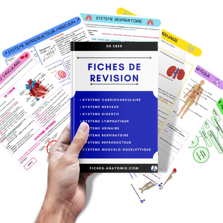 fiches de révision anatomie