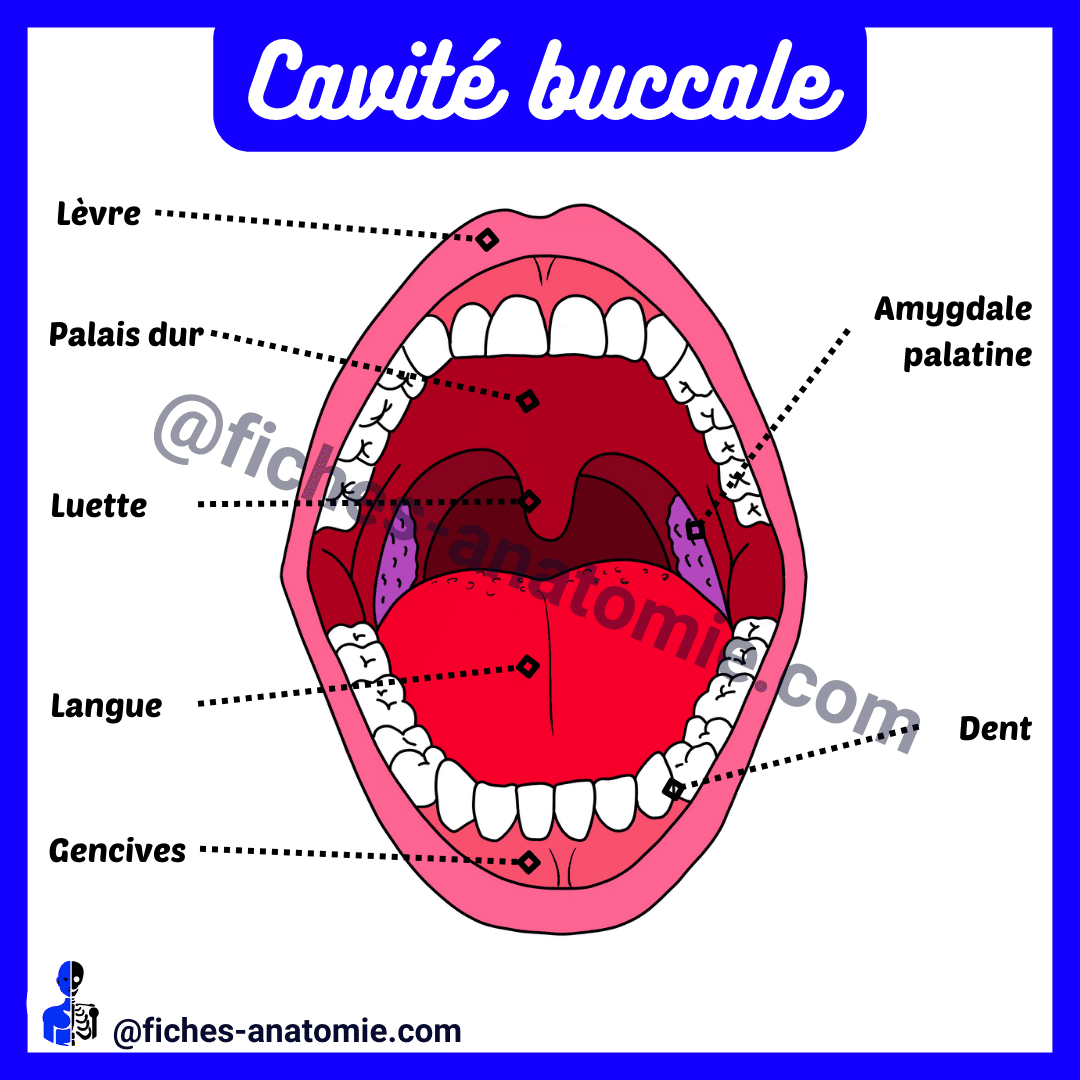 Schéma anatomique de la cavité buccale