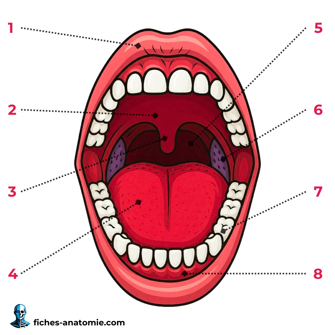 Schéma de la cavité buccale montrant le vestibule, la langue, le plancher buccal, le palais dur et mou, la luette et l’isthme du gosier, avec repères anatomiques clairs pour l’étude de l’anatomie de la bouche.