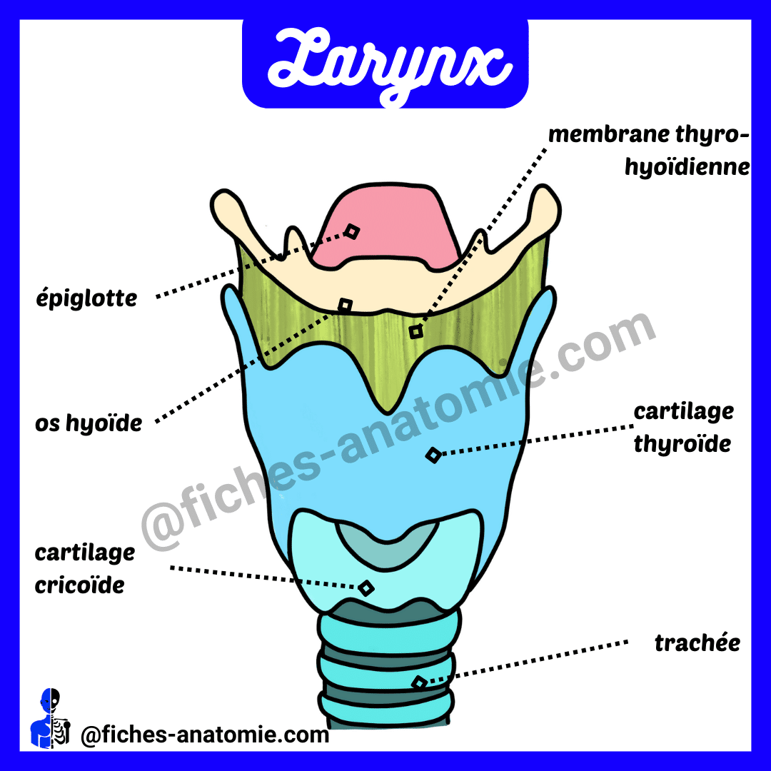 Schéma larynx vue antérieure