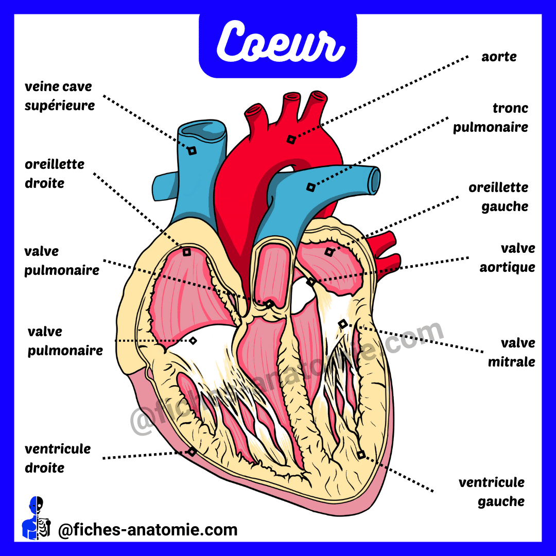 Coeur anatomie schéma