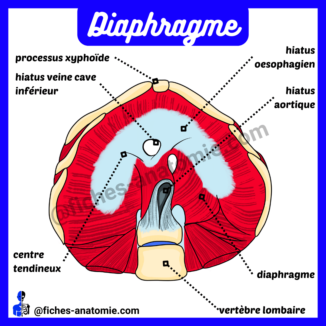 Schéma du diaphragme.
