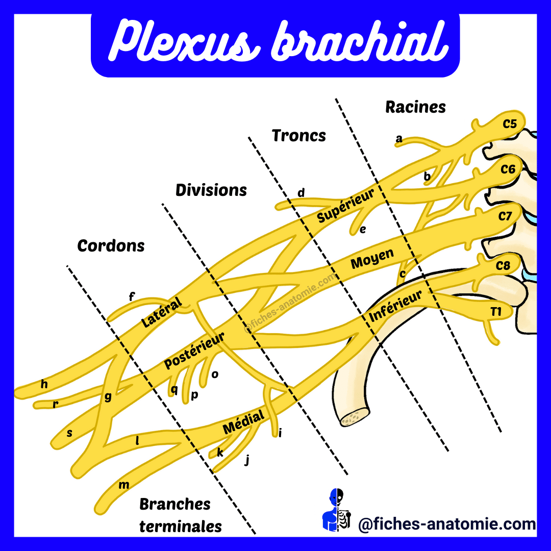 Schéma plexus brachial anatomie