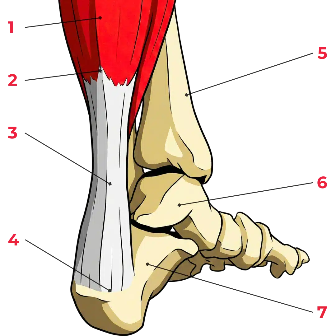 Schéma du tendon d’Achille montrant son insertion sur le calcanéus et sa continuité avec les muscles du mollet