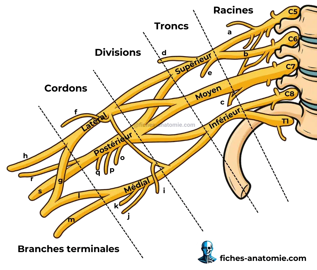 Schéma du plexus brachial : racines C5 à T1, troncs, divisions, faisceaux et branches terminales innervant le membre supérieur