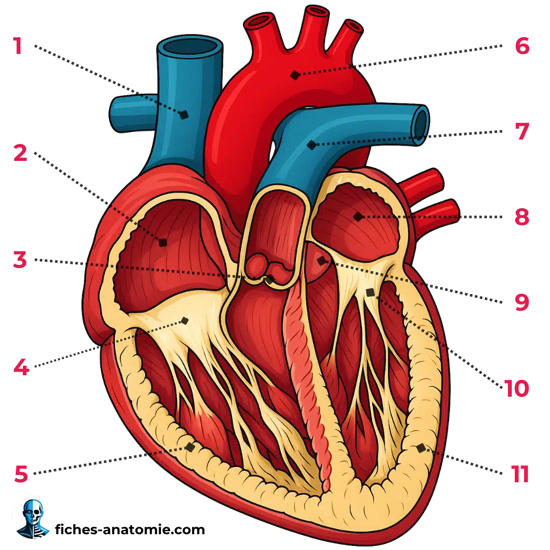 Schéma anatomie du cœur humain avec cavités cardiaques, valves, artères coronaires et morphologie externe