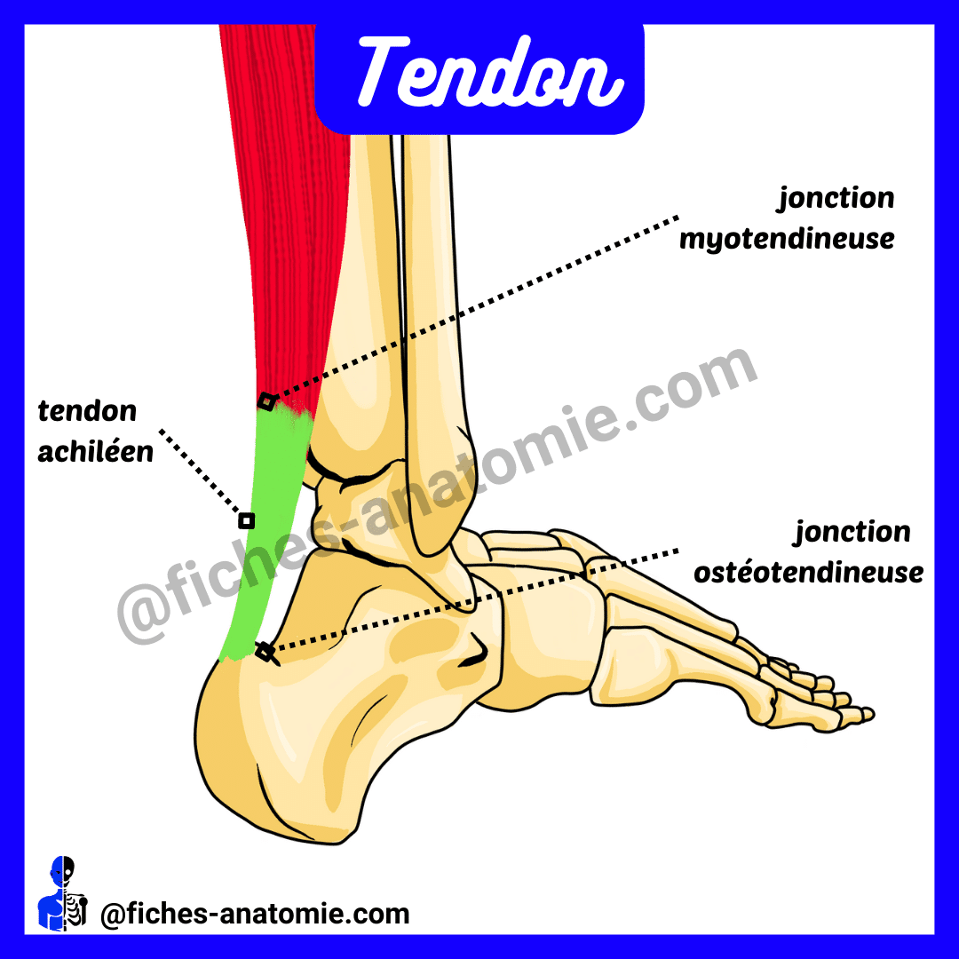 schéma tendon anatomie