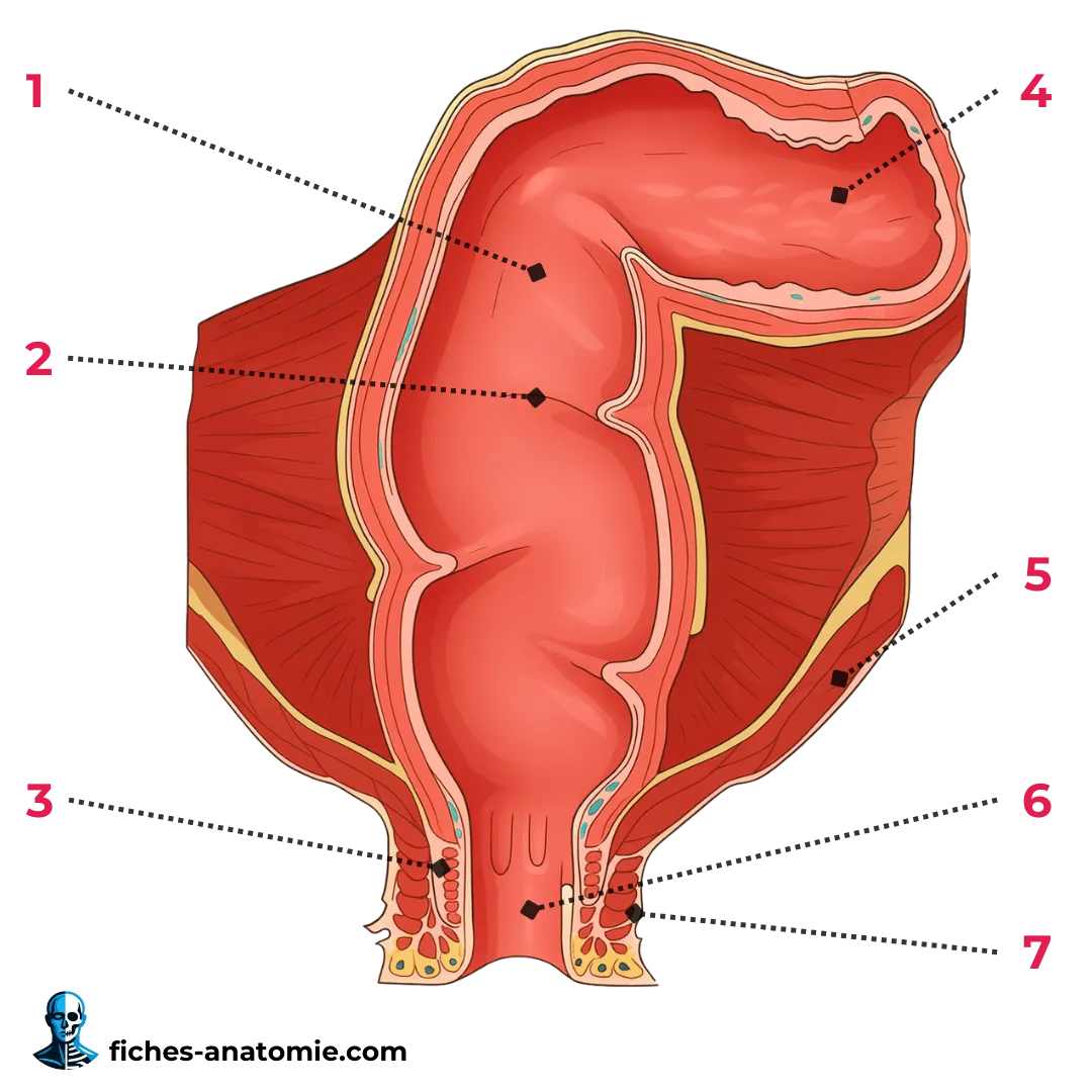 Schéma du rectum avec ampoule rectale, valvules de Houston, colonnes de Morgagni et canal anal