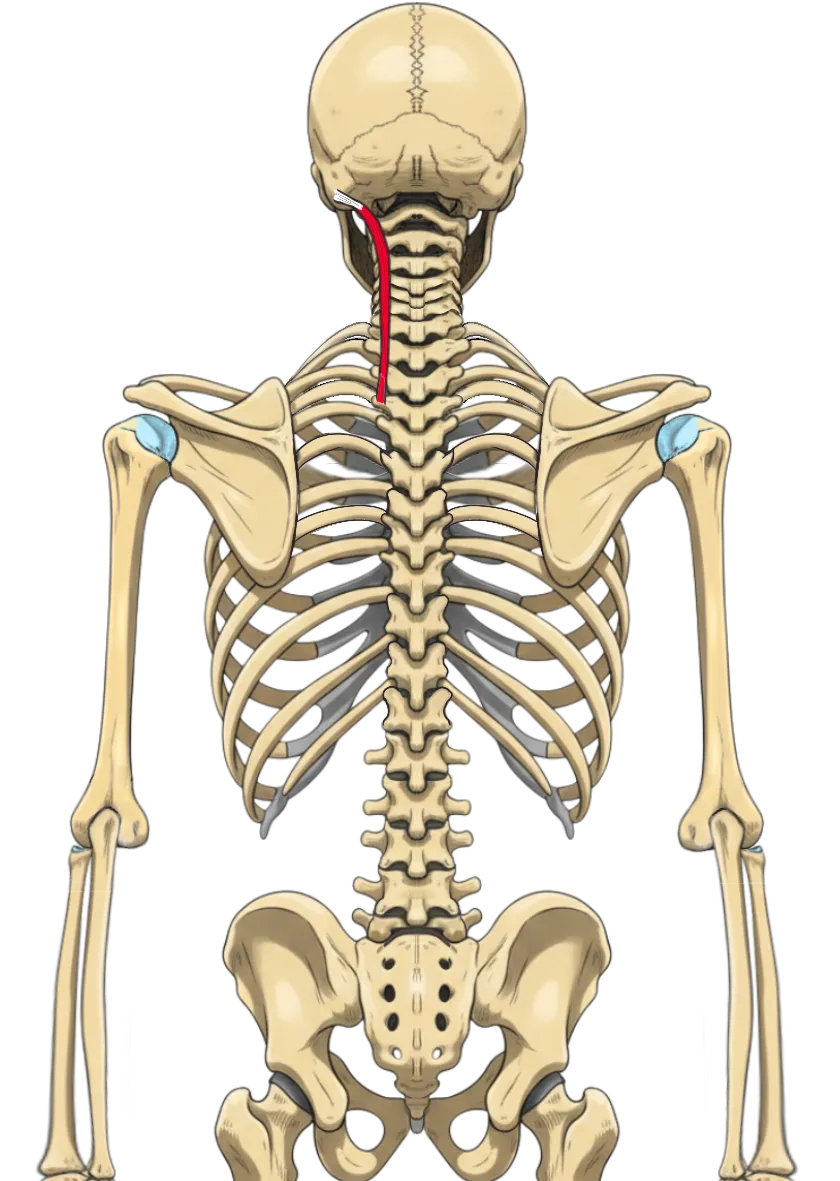 Schéma anatomique du muscle longissimus capitis, reliant les vertèbres cervicales et thoraciques au processus mastoïde de l’os temporal, impliqué dans l’extension et l’inclinaison de la tête
