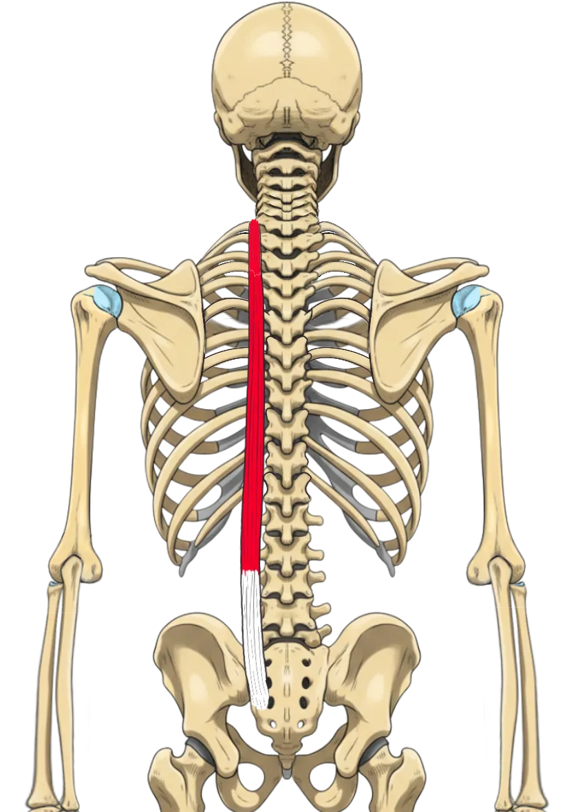 Schéma anatomique du muscle longissimus thoracis, situé dans la région thoraco-lombaire, avec insertions sur les vertèbres lombaires et terminaisons sur les côtes et vertèbres thoraciques