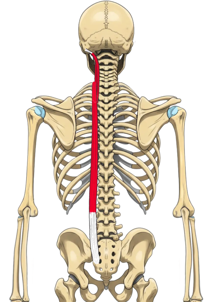 Schéma anatomique du muscle longissimus, montrant ses trois faisceaux thoracis, cervicis et capitis, appartenant aux érecteurs du rachis