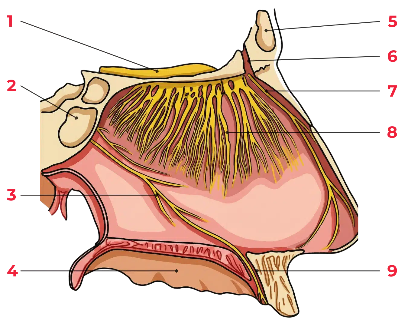 Schéma anatomique du nerf olfactif montrant les filets olfactifs, la lame criblée et le bulbe olfactif