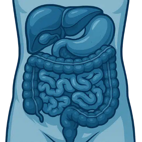 Abdomen anatomie