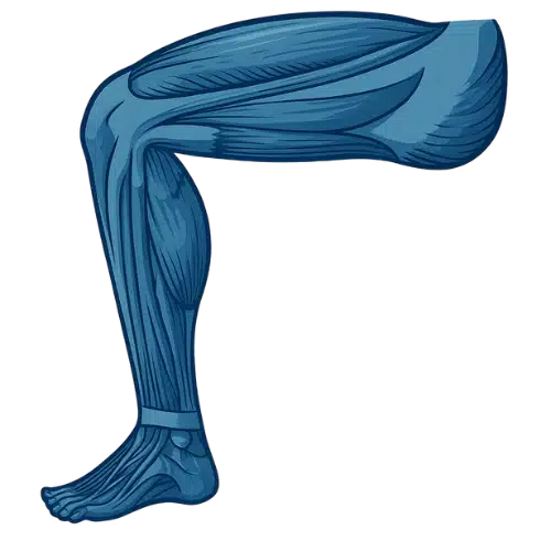 membre inférieur anatomie
