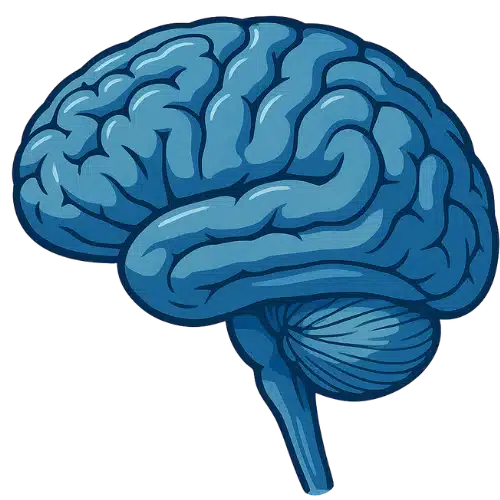 Neuroanatomie anatomie