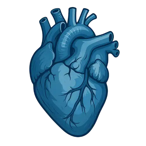 Systeme cardio-vasculaire