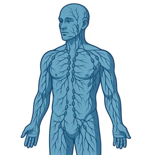 Système lymphatique