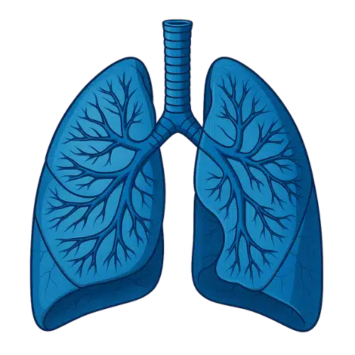 Système respiratoire