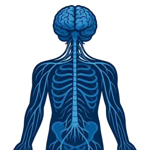 Systeme nerveux anatomie