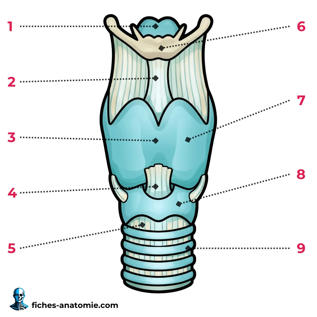 Schéma anatomique du larynx en vue antérieure avec cartilages thyroïde, cricoïde et épiglotte