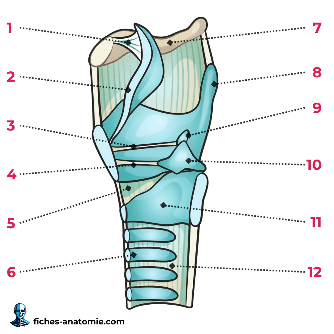 Vue latérale du larynx illustrant les rapports avec l’os hyoïde, la trachée et les cordes vocales