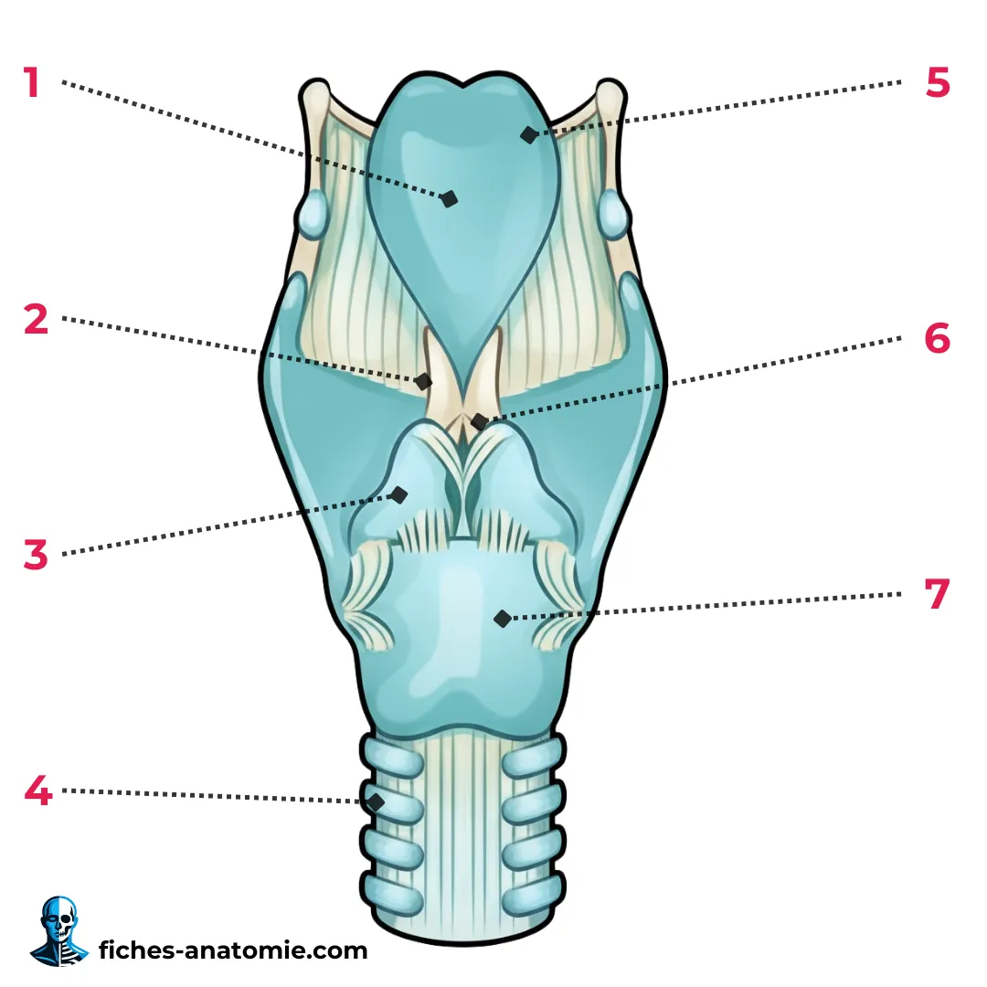 Anatomie du larynx en vue postérieure montrant cartilages aryténoïdes, cricoïde et structures musculaires