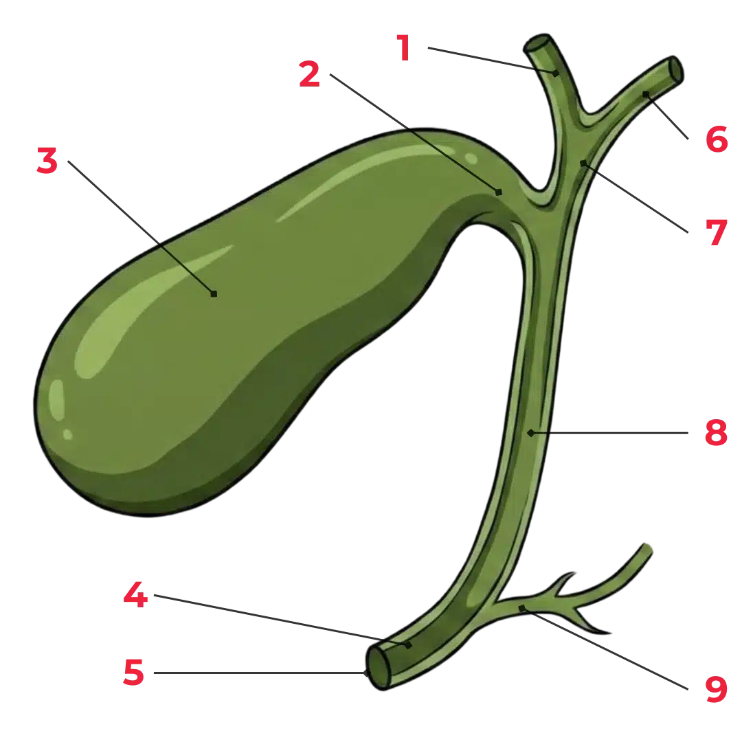 Schéma anatomique des voies biliaires montrant le foie, la vésicule biliaire, le canal cystique, le canal hépatique commun et le cholédoque.