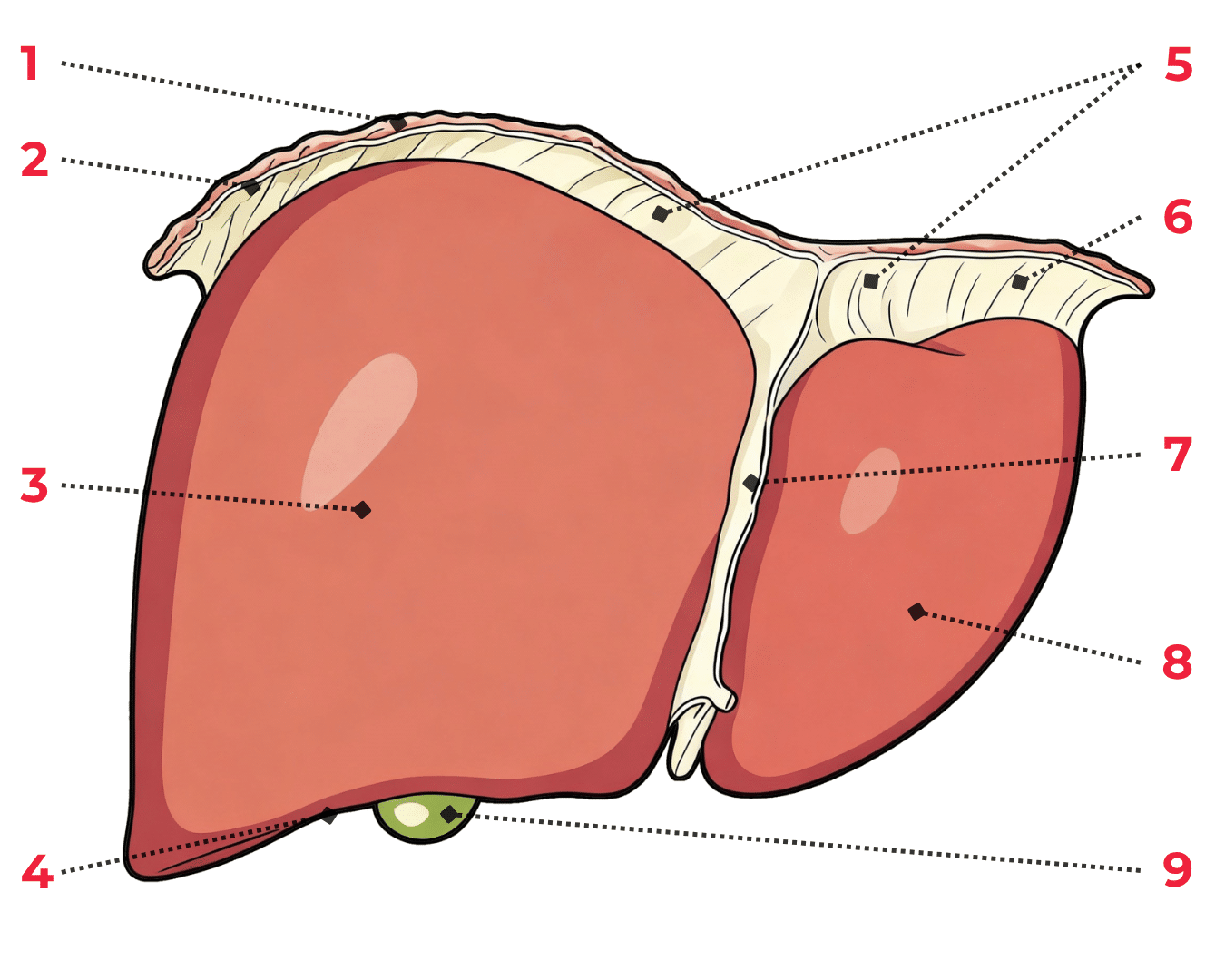 Schéma du foie vue antérieure