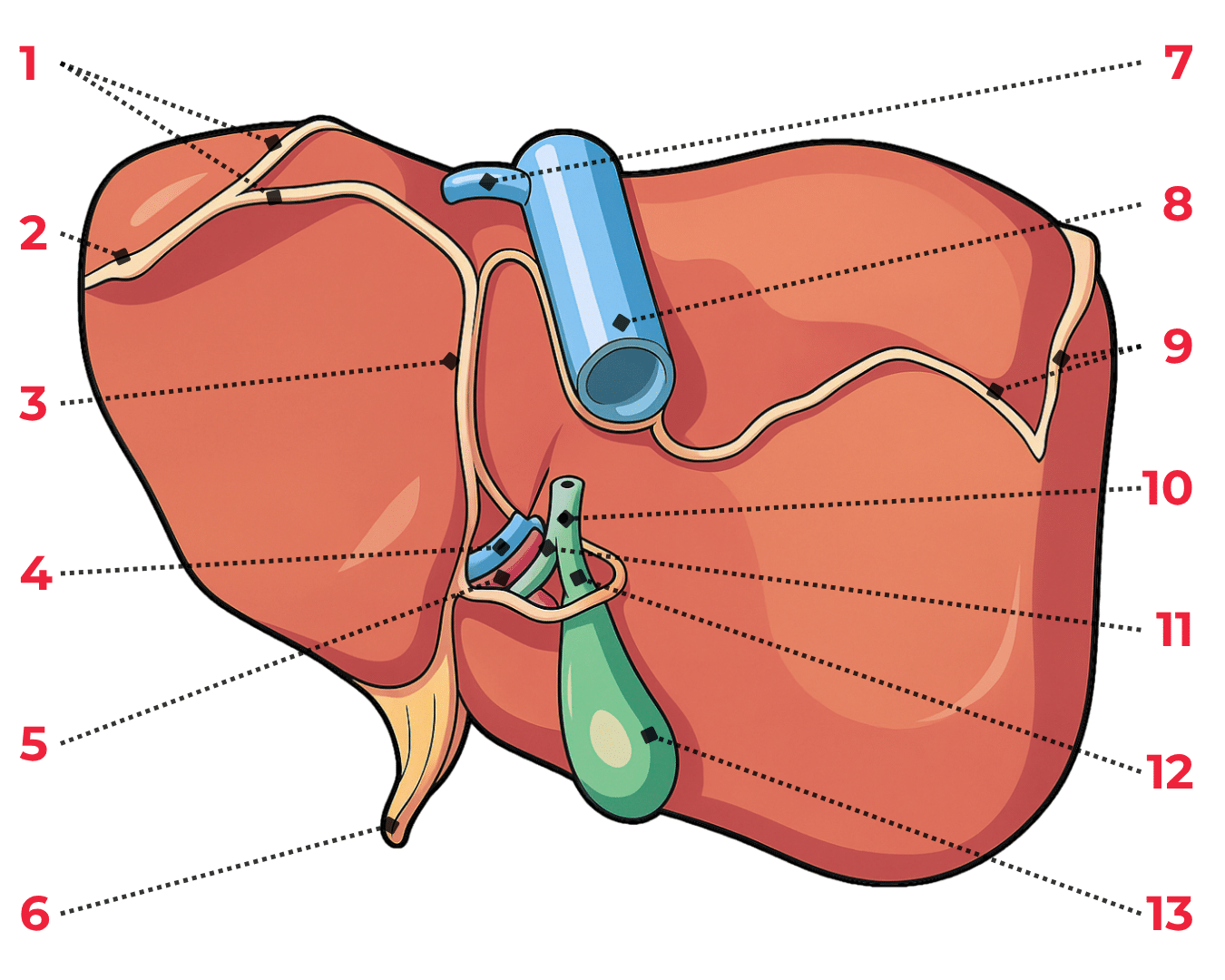 Schémavue postérieure du foie