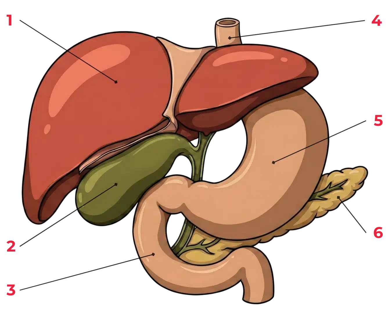 schéma de la vésicule biliaire