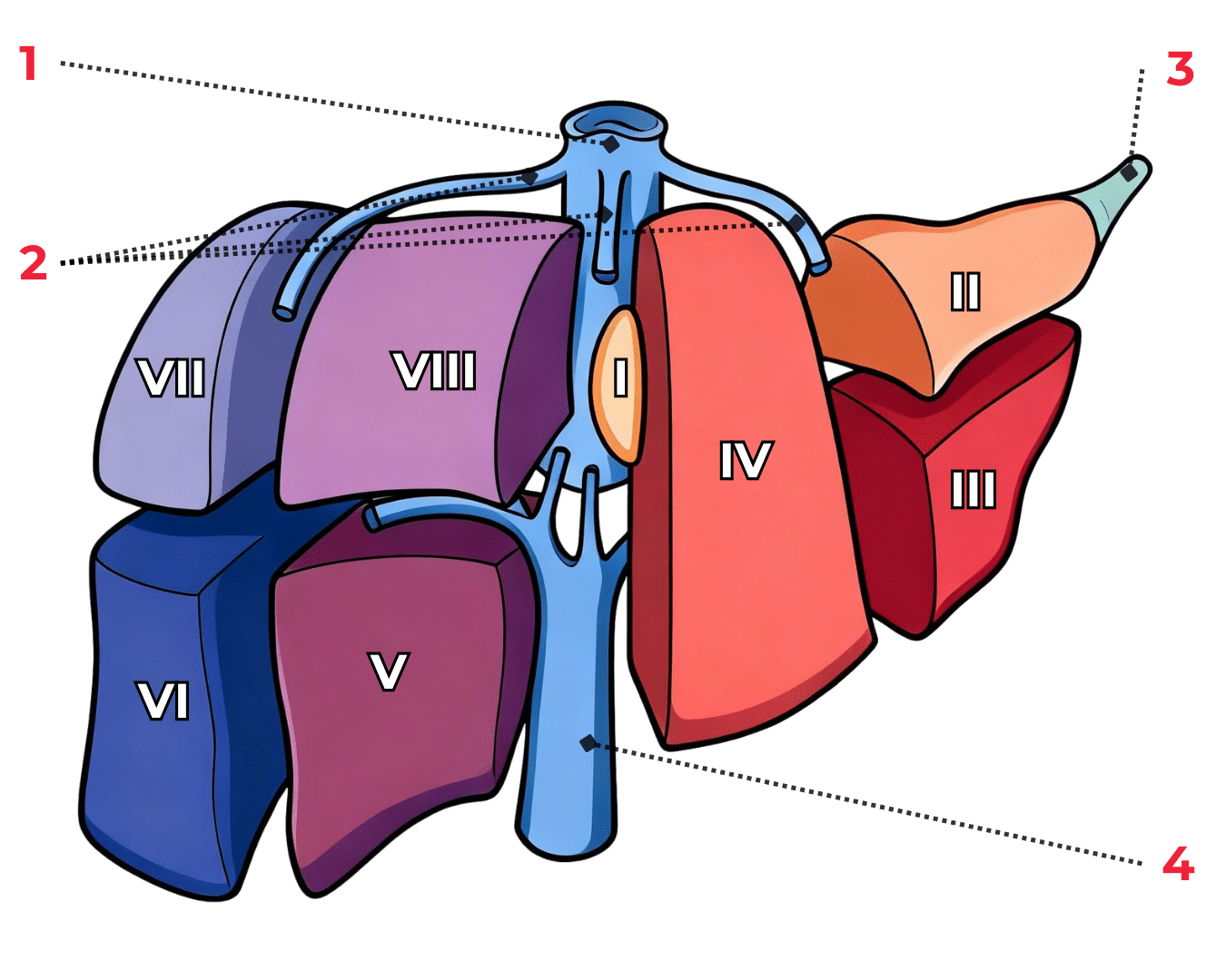 schéma de la segmentation hépatique