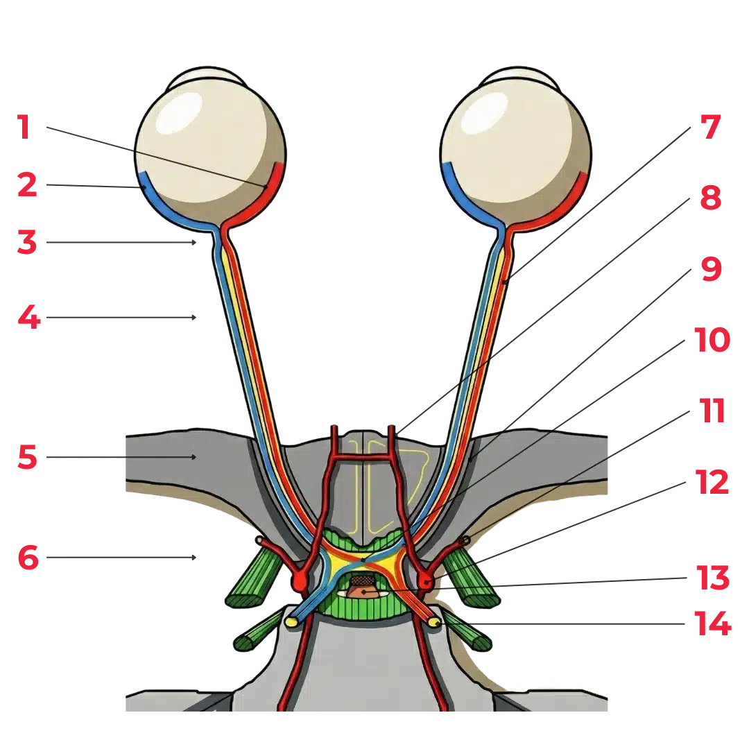 Schéma représentant le trajet anatomique du nerf optique depuis la rétine jusqu’au chiasma optique
