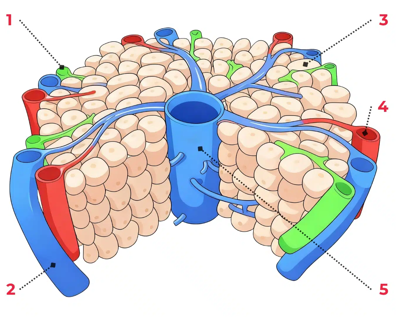 schéma lobule hépatique
