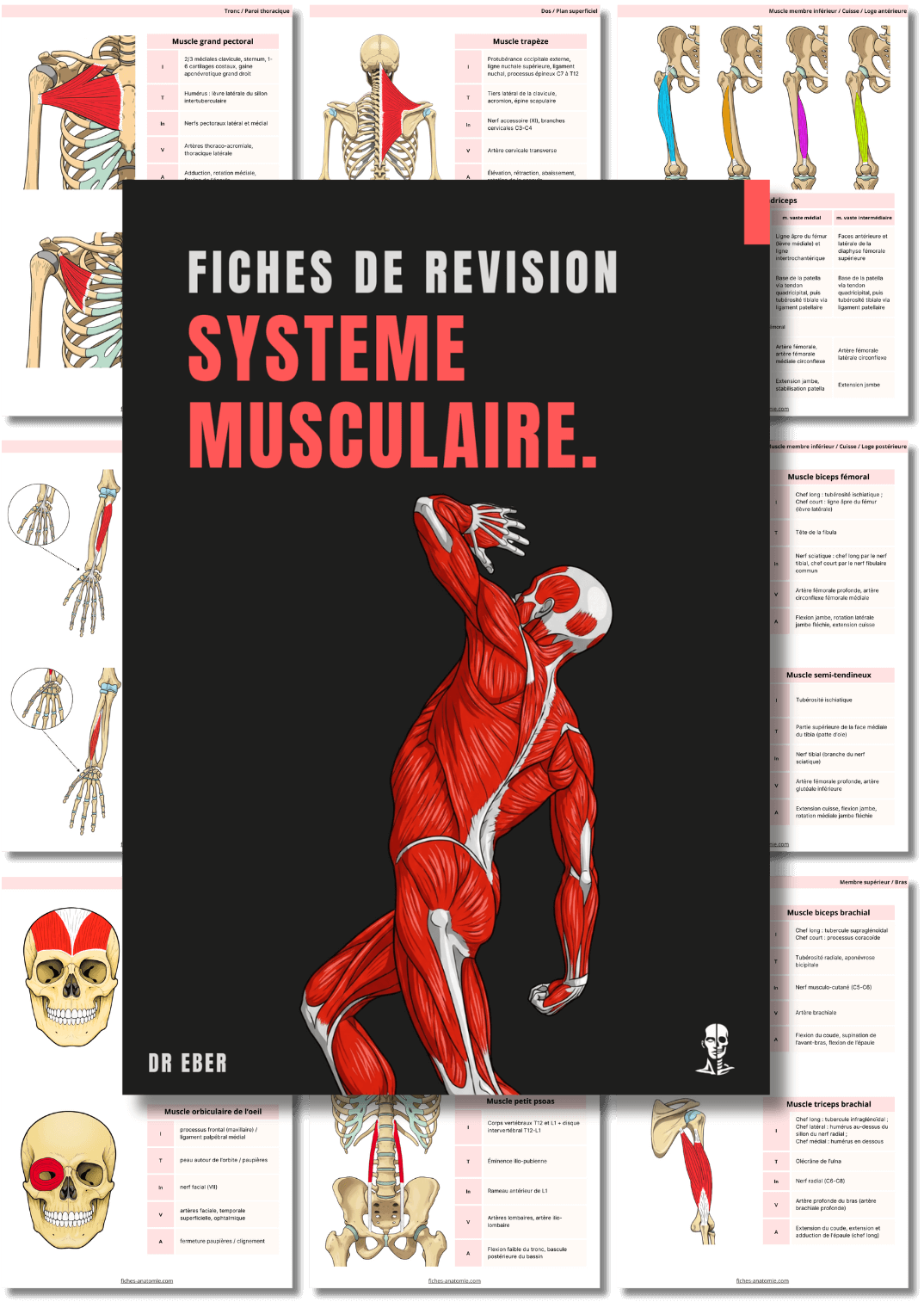 Fiches anatomie révision système musculaire