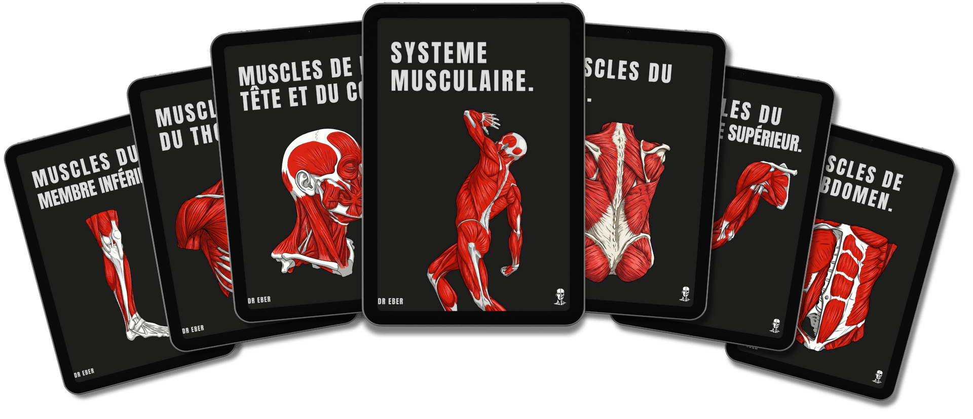 Illustration du système musculaire humain avec six planches anatomiques représentant les muscles du tronc, de la tête, du cou, du membre supérieur, du membre inférieur et de l’abdomen — Fiches d’anatomie Dr Eber.