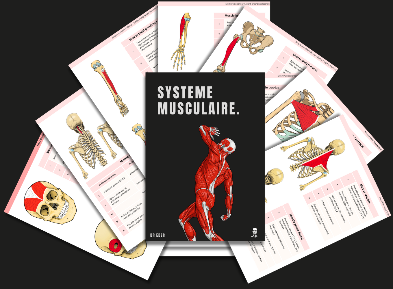 Fiches anatomie illustrées et complètes des muscles