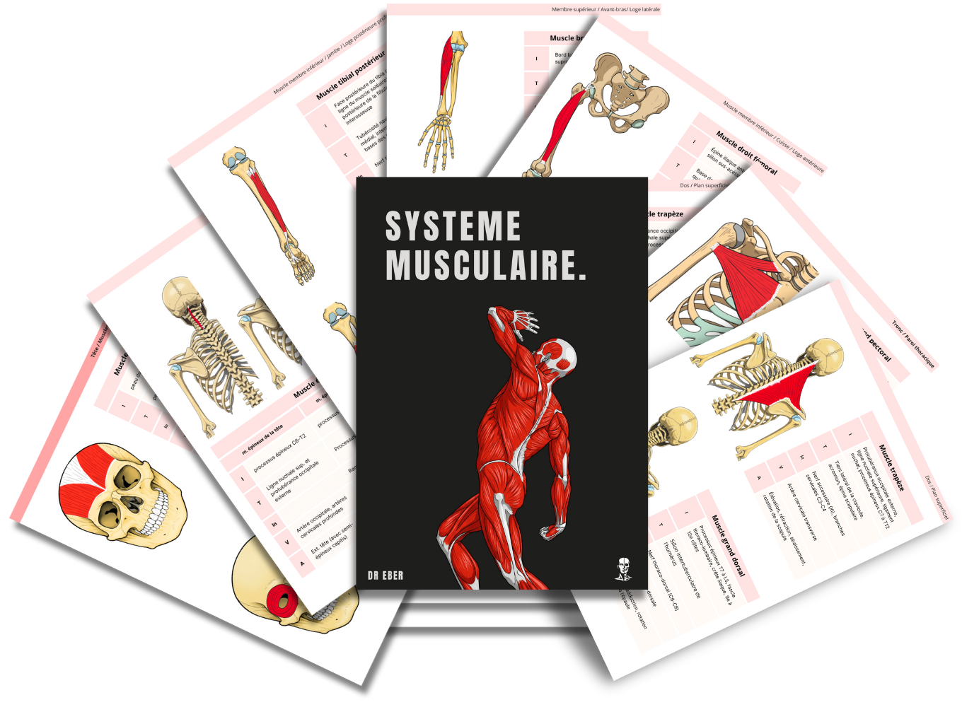 fiches anatomie système musculaire