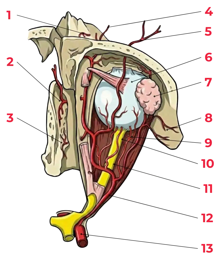 Schéma du nerf optique montrant la rétine, le nerf optique, le chiasma optique, les bandelettes optiques et leur trajet jusqu’au cortex visuel