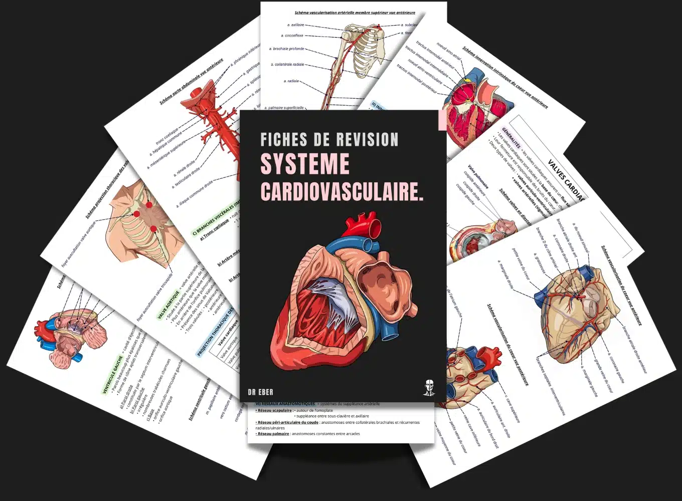 Fiches anatomie illustrées et complètes du systeme cardiovasculaire