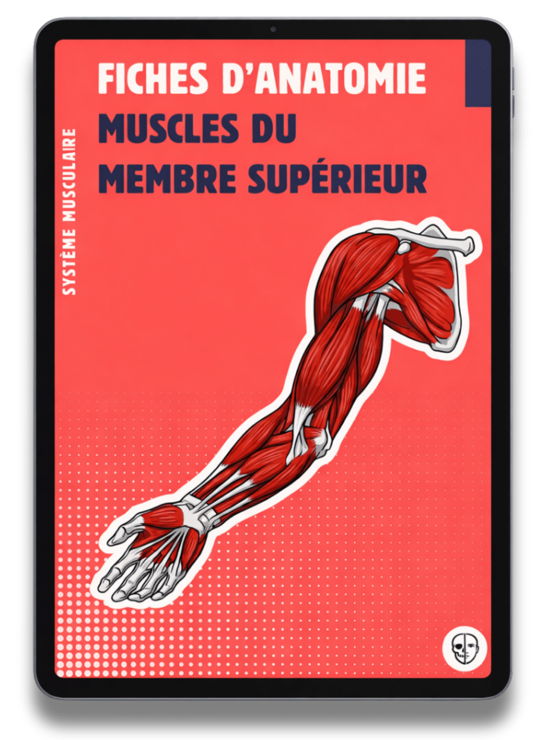 Pack - Fiches muscles